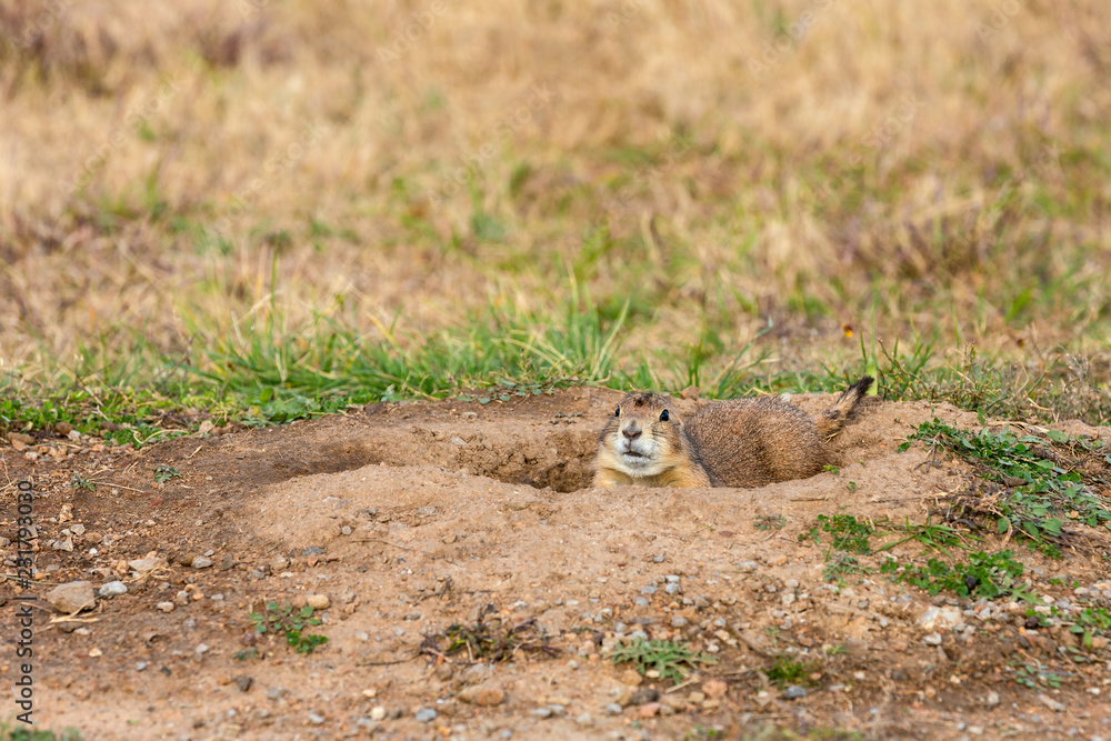 Prairie dog in his hole at the Wichita Mountains Wildlife Refuge, located in southwestern Oklahoma Prairie dog in his hole at the Wichita Mountains Wildlife Refuge, located in southwestern Oklahoma