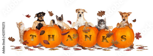 Photography Thanksgiving Dogs and Cats With Falling Leaves