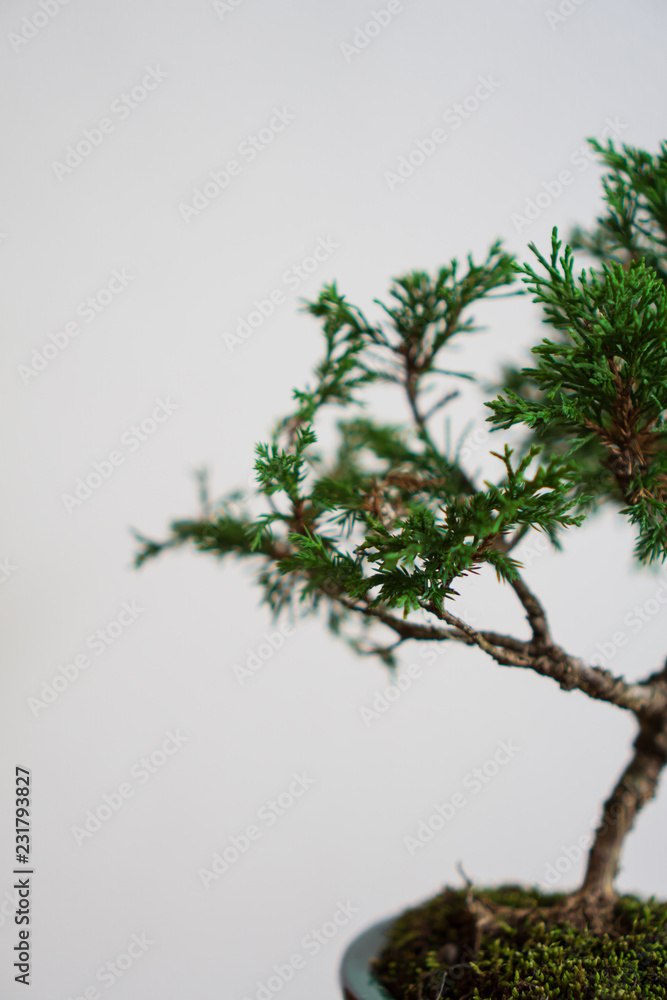Bonsai tree with white background Bonsai tree with white background