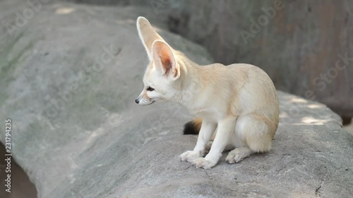 Portrait of a cute fennec fox sitting on rock and looking around, alert expression.