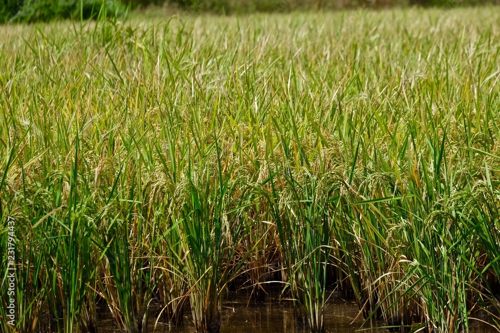 Fototapeta premium grown rice field