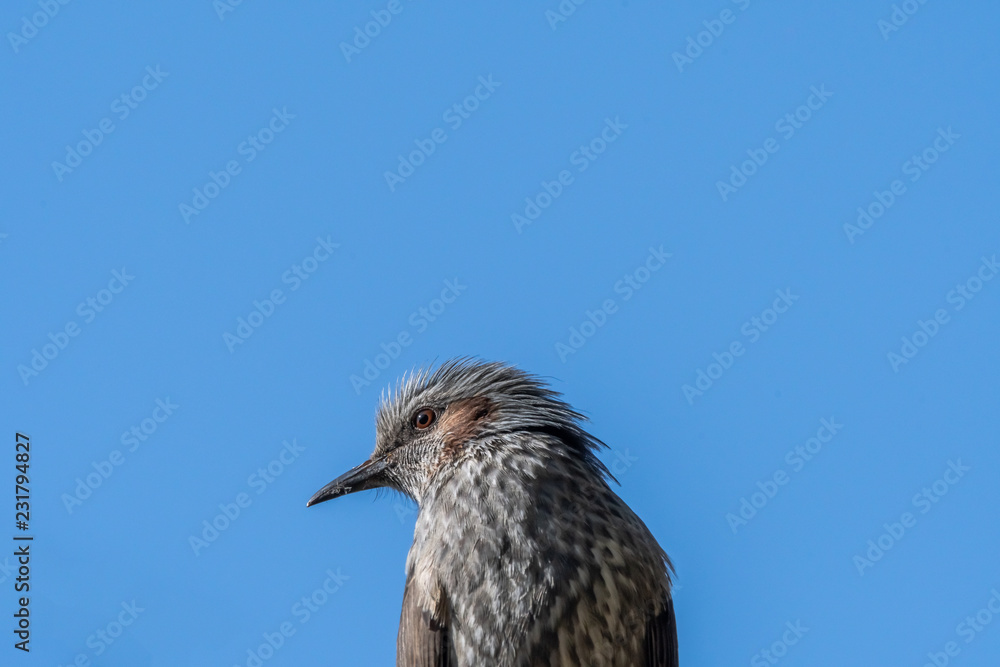 Brown-eared bulbul profile against blue sky Brown-eared bulbul profile against blue sky
