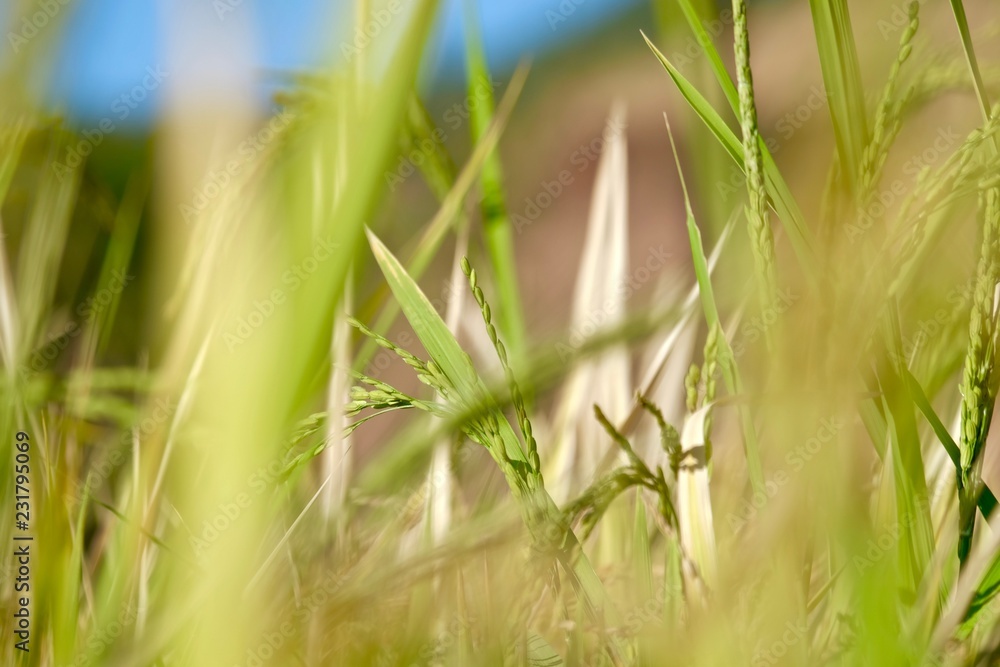Fototapeta premium grown rice field