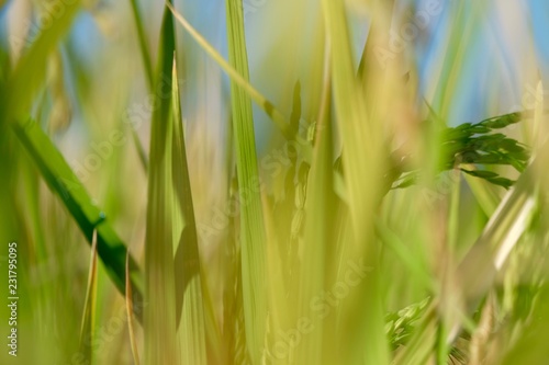 grown rice field