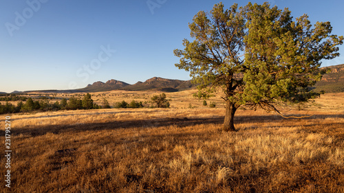 Landscape view in the late afternoon of the Southern Escarpment of Wilpena Pound in the Flinders Ranges  South Australia