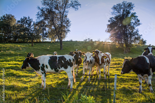 cows in a field