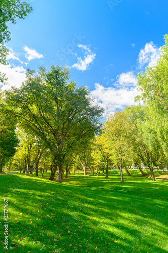 Fototapeta Naklejka Na Ścianę i Meble -  Big tree and green grass and blue sky