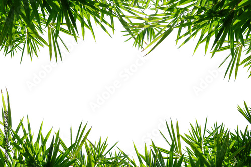bamboo leaf frame isolated on white background