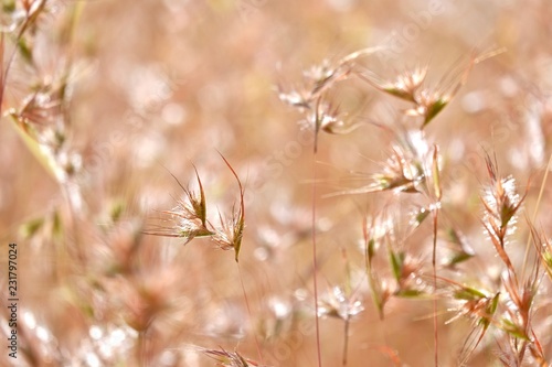 dry grass