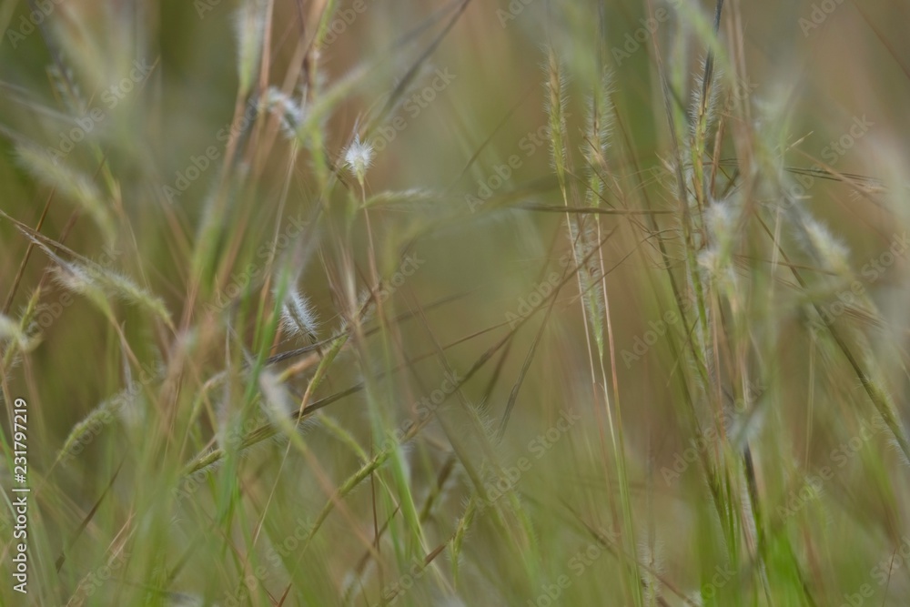 dry grass