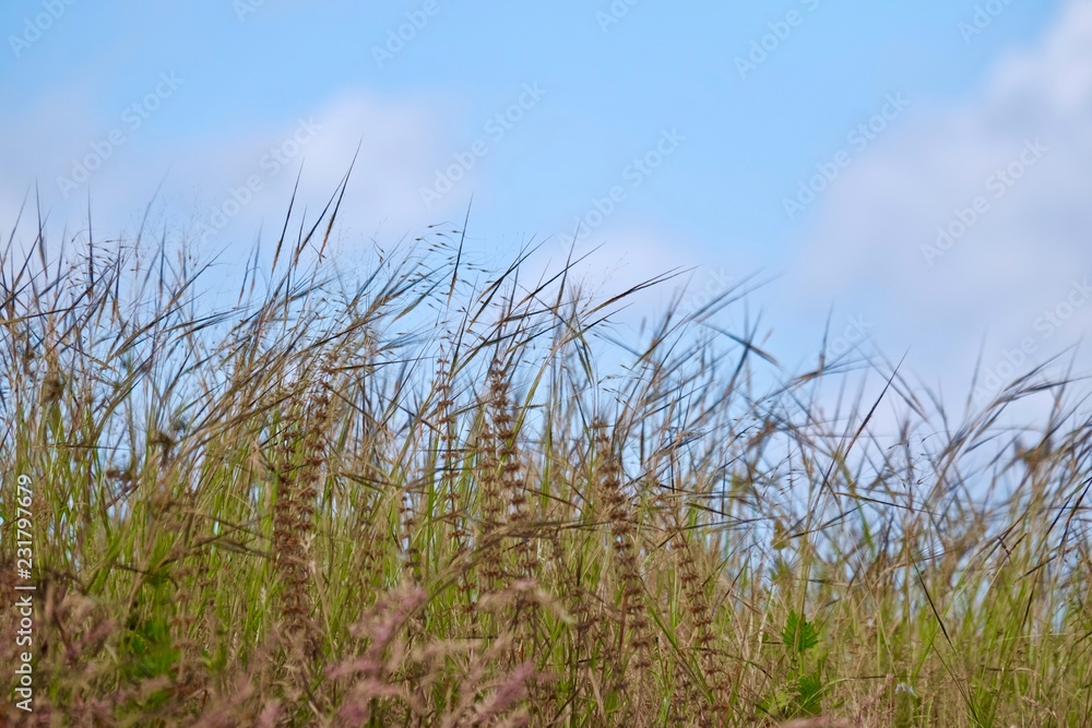 dry grass