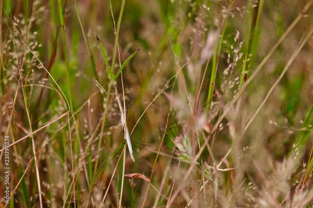 dry grass dry grass