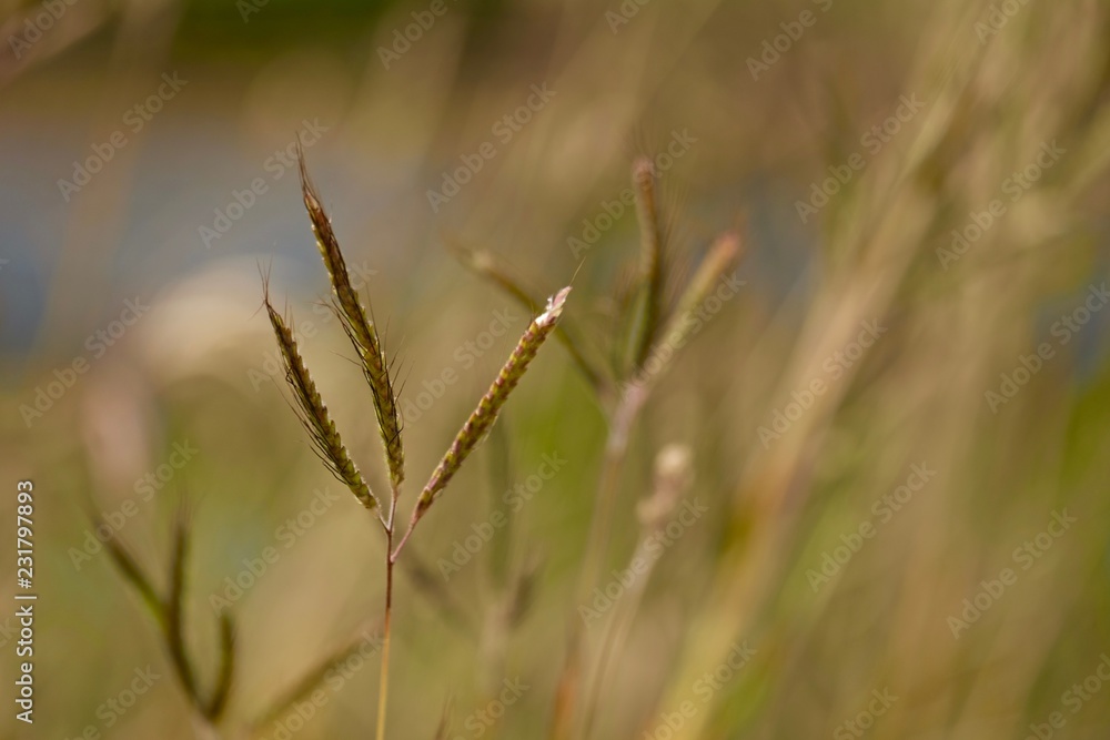 Fototapeta premium dry grass