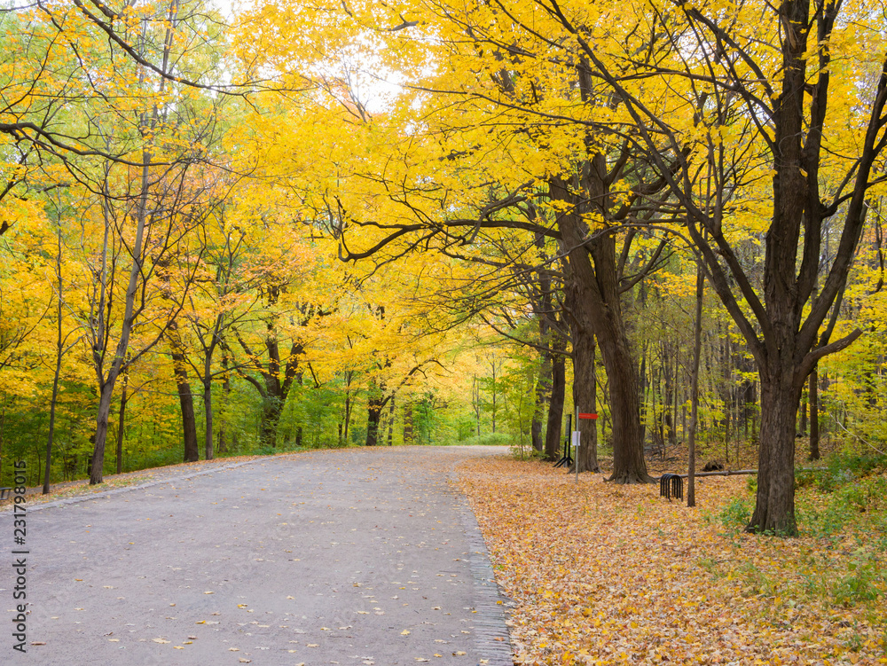 Naklejka premium Road in the Mount-royal park, Montreal, Canada