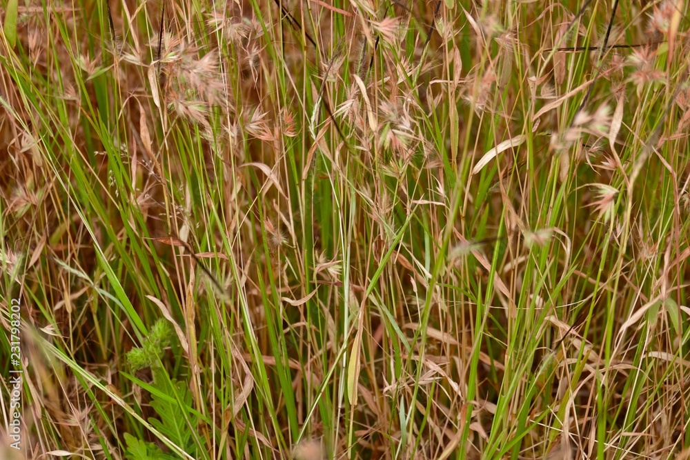 dry grass dry grass