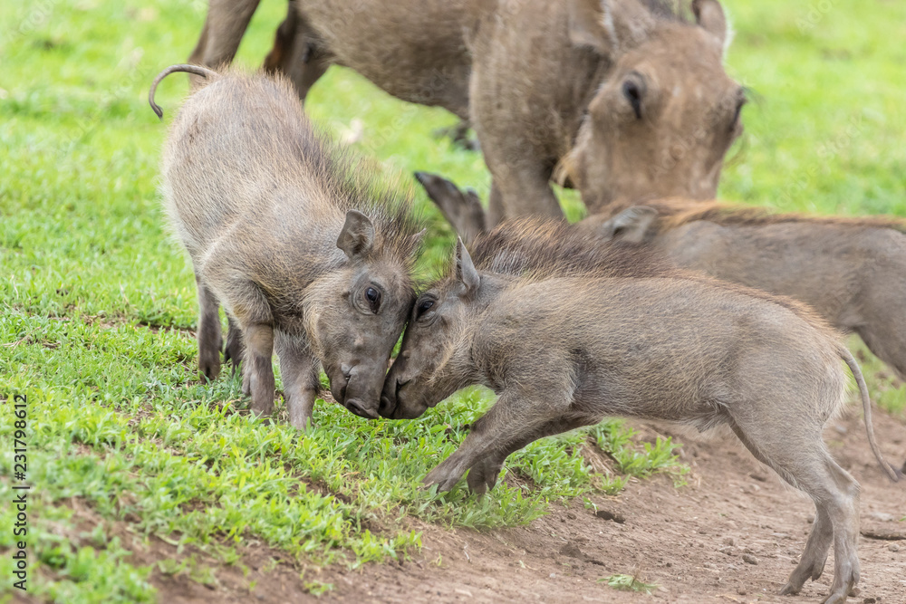 baby warthogs fighting baby warthogs fighting