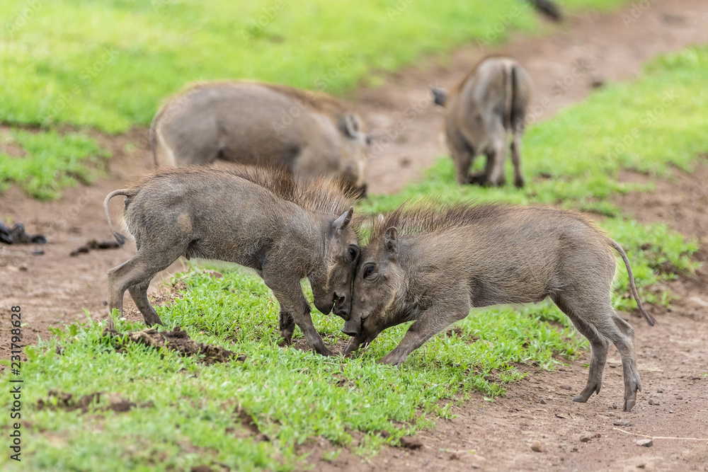 warthogs fighting