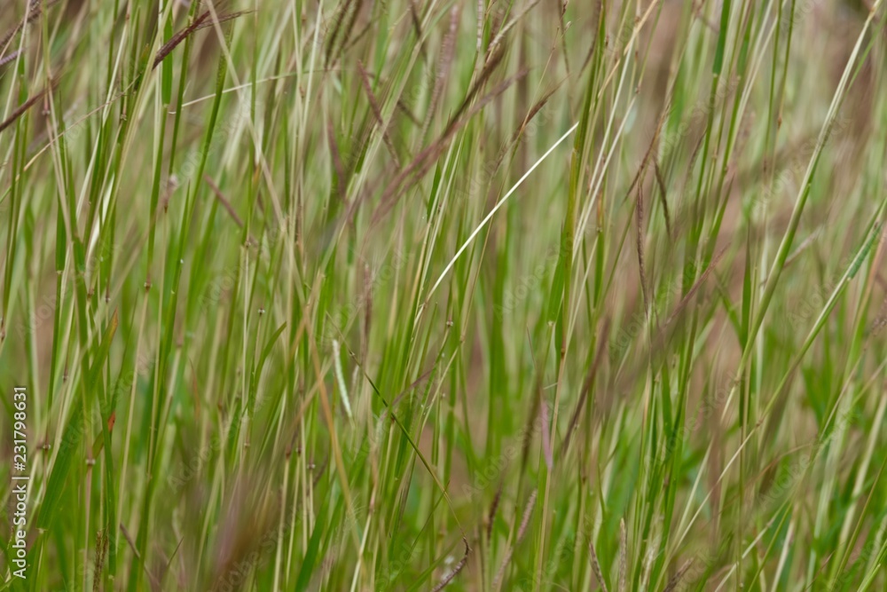 dry grass dry grass