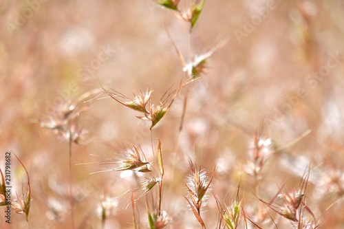 dry grass © Sandeep