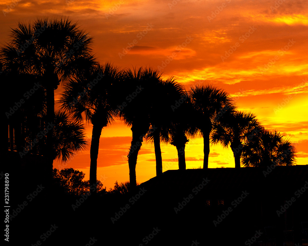 Palm trees at sunset sky