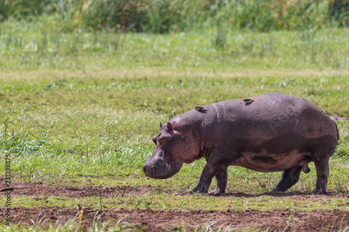 hippopotamus in the grass © Christian