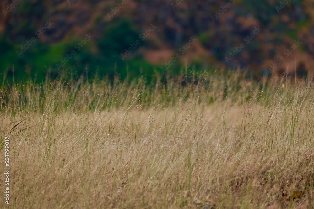 dry grass dry grass