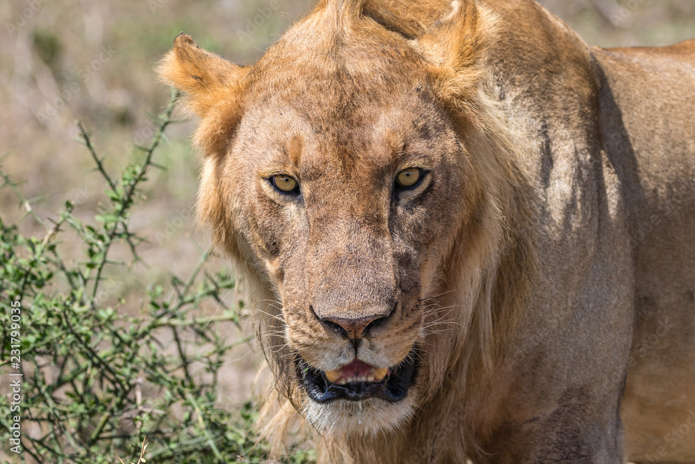 Fototapeta premium portrait of a lion