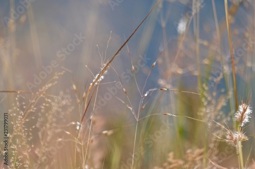 dry grass © Sandeep