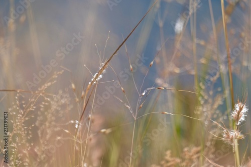 dry grass