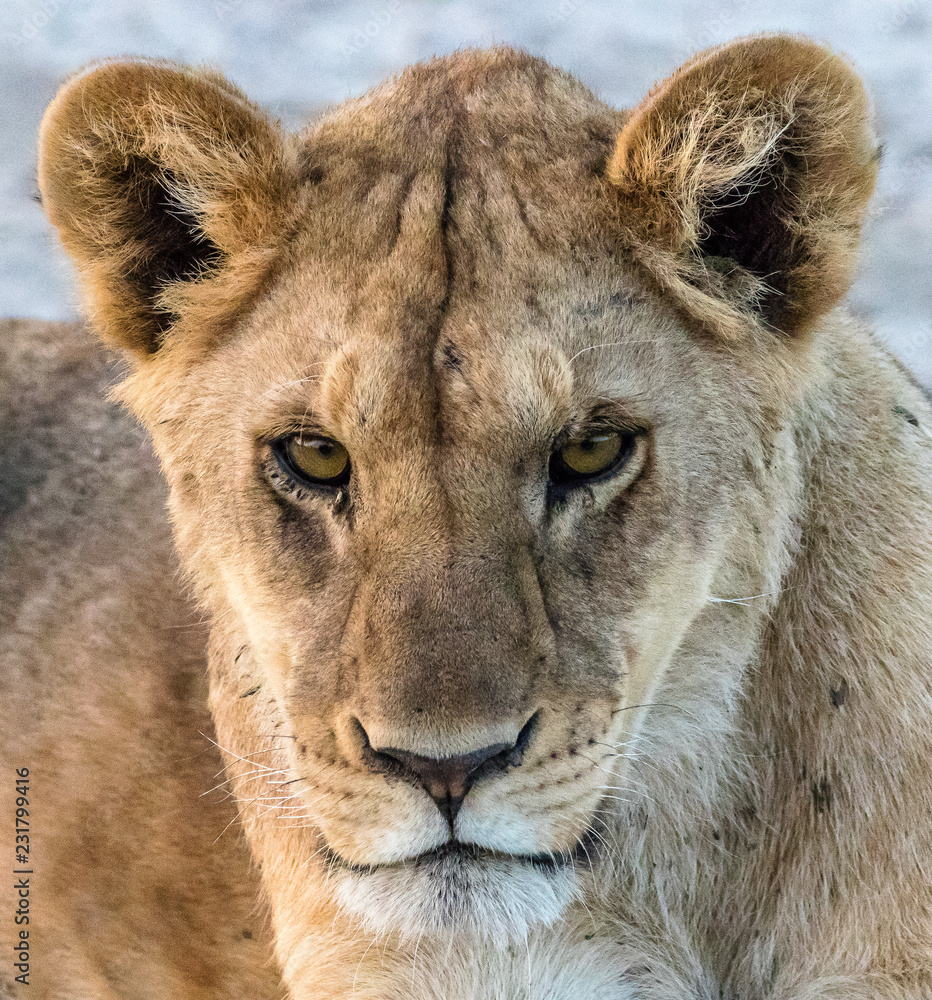 Fototapeta premium portrait of a lion