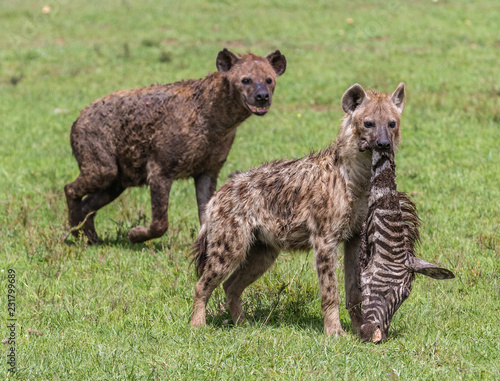 hyenas eating zebra