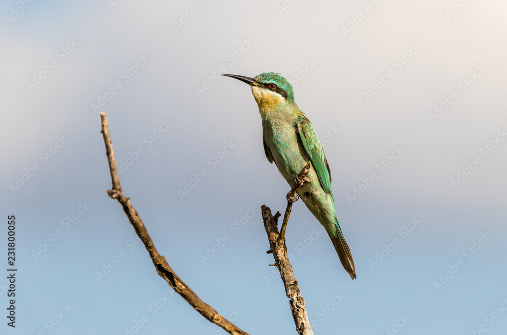 bird on a branch bird on a branch