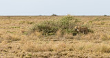 cheetah in field