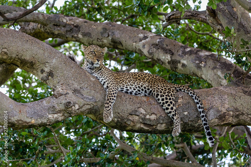 leopard in tree