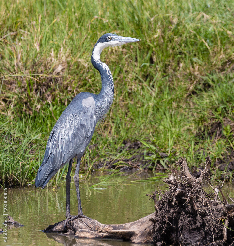 Fototapeta premium heron in water