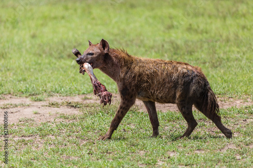 hyena with bone