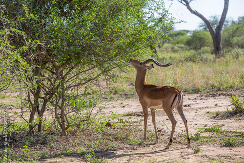 Fototapeta Naklejka Na Ścianę i Meble -  Antelope Eating from Tree in Africa