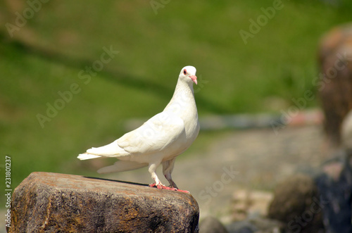 White pigeon on grass background photo