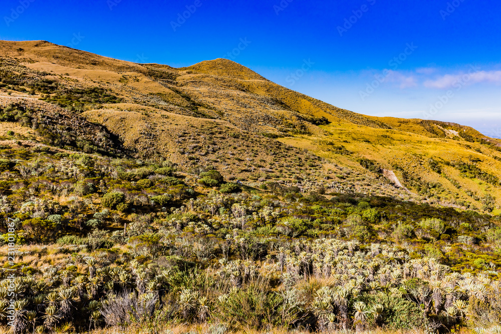 Paramo de Oceta and his Espeletia Frailejones Mongui Boyaca in Colombia South America Paramo de Oceta and his Espeletia Frailejones Mongui Boyaca in Colombia South America
