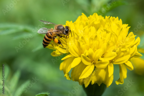 Honey bee collect pollen from American Marigolds flower