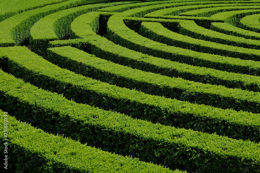 Green Labyrinth Background