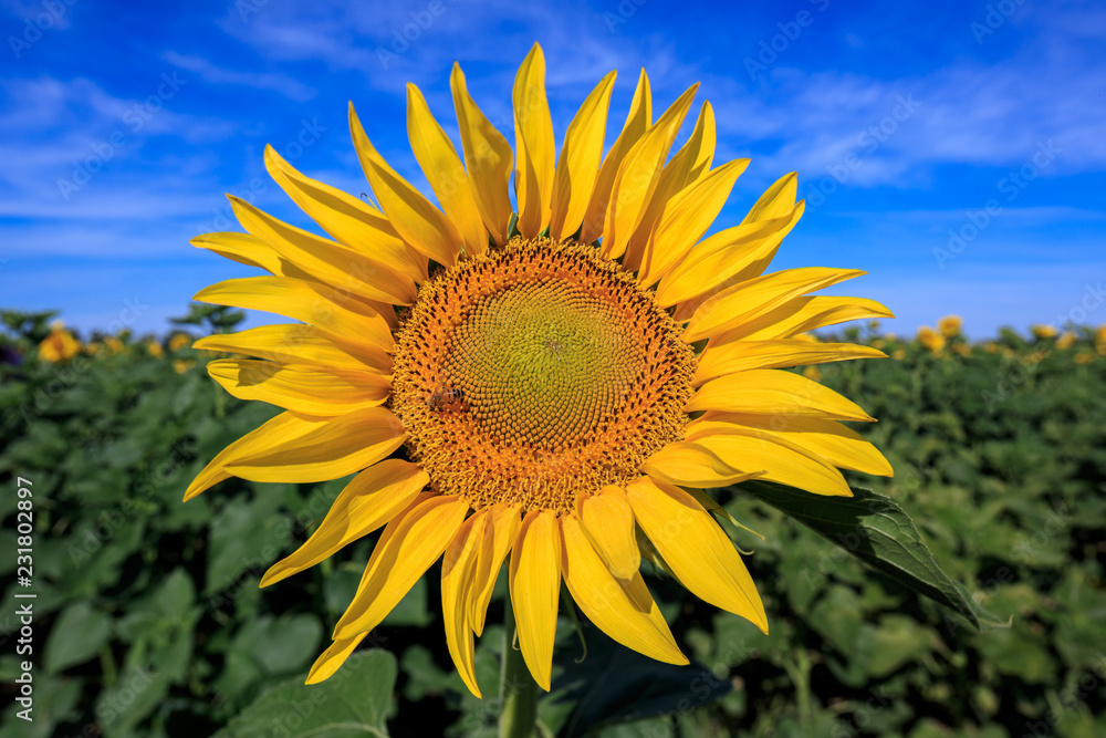 Obraz premium Sunflower natural background, Sunflower blooming, close-up macro image showing flower details. Sunflower oil improves skin health and promote cell regeneration, Bee Pollinating flower, sunshine.