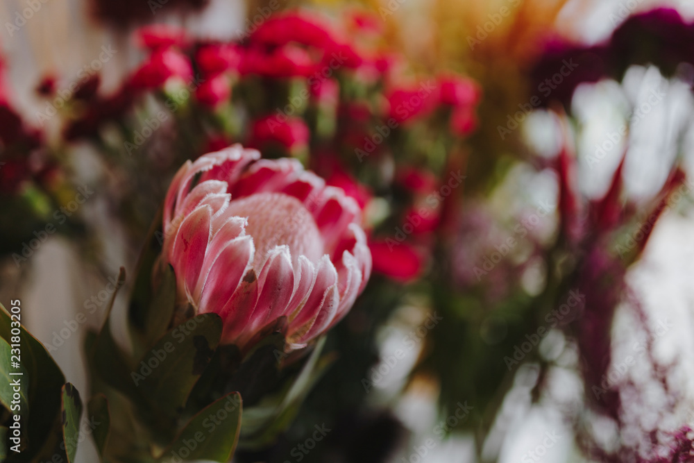 Obraz premium Closeup of blooming pink gerbera daisy