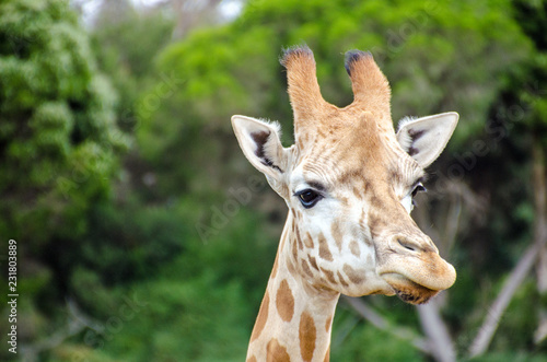 portrait of a giraffe