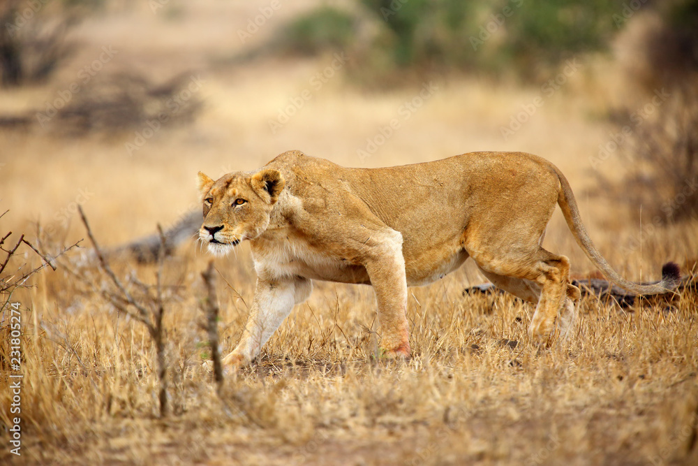 The Southern lion (Panthera leo melanochaita) also the East-Southern African lion or Eastern-Southern African lion or Panthera leo kruegeri. The lioness saw the prey. The Southern lion (Panthera leo melanochaita) also the East-Southern African lion or Eastern-Southern African lion or Panthera leo kruegeri. The lioness saw the prey.