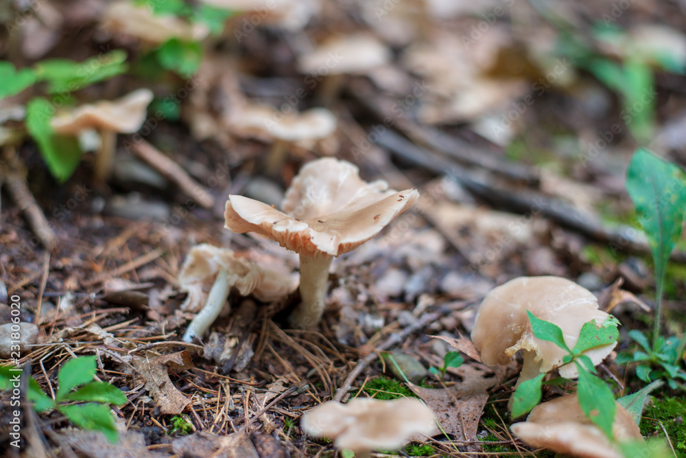 Isolated wild brown mushrooms growing in the sunshine Isolated wild brown mushrooms growing in the sunshine