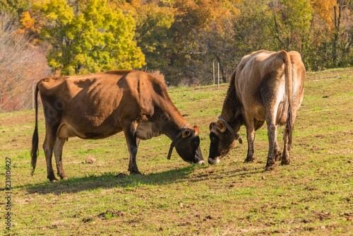 Two Two Jersey cows in autumn pasture on New England dairy farm © David