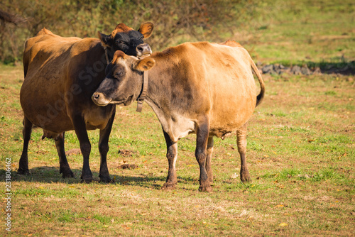 Jersey Cow resting head on friends back in intimate gesture