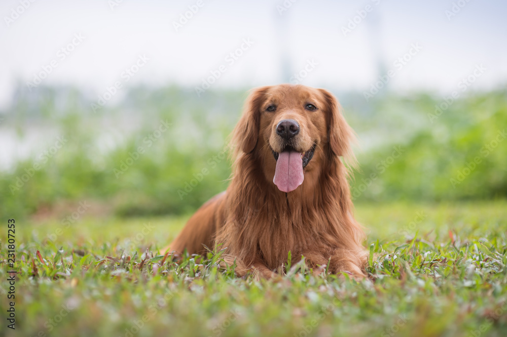 Golden Retriever playing in the meadow