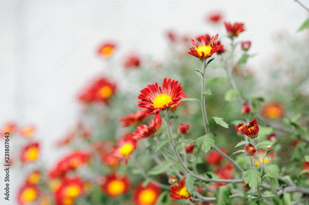 オレンジ色の花 オレンジ色の花